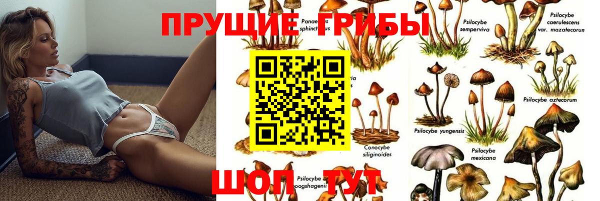 Новокубанск  Псилоцибиновые грибы GOLDEN TEACHER  Псилоцибиновые грибы мухоморы  Вход с VPN 